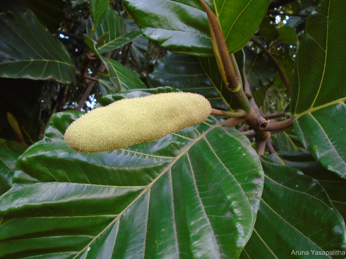 Artocarpus nobilis Thwaites